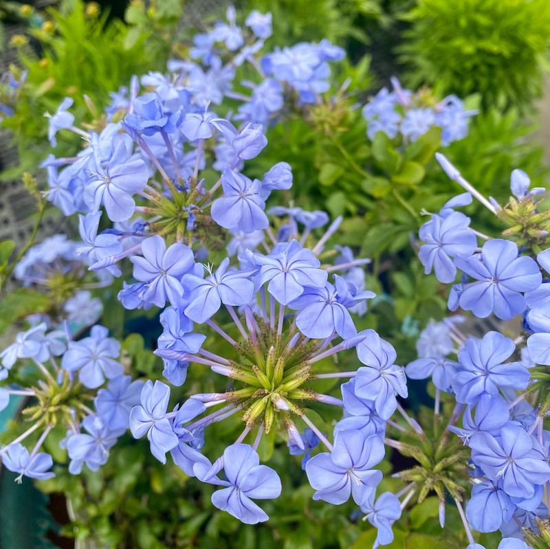 Blue Plumbago Adds Cool Color