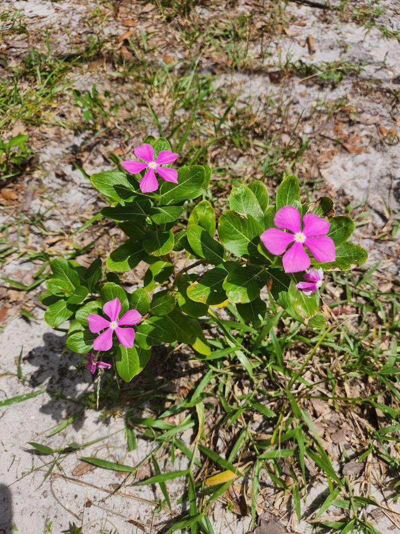 Vinca Thrives In Heat With Bright Glossy Blooms