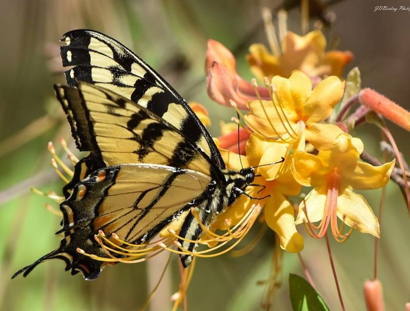 Florida Flame Azalea For Native Spring Blooms
