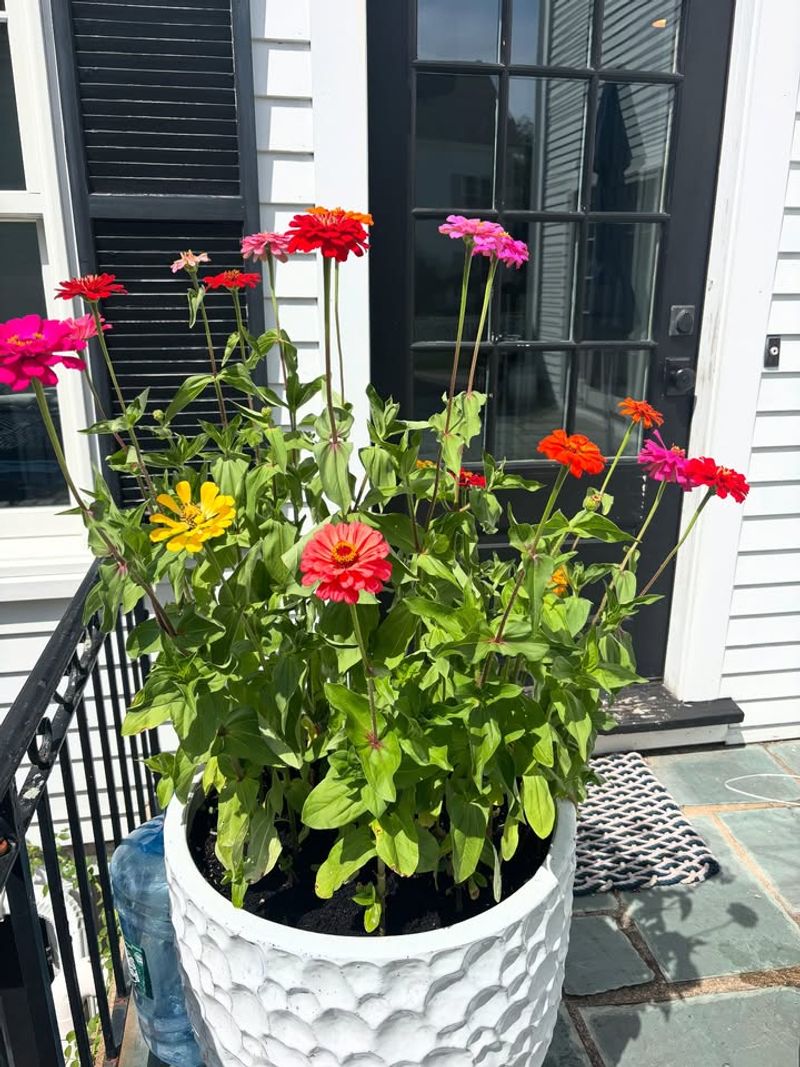 Zinnias Stay Colorful Through Crisp Nights And Warm Days