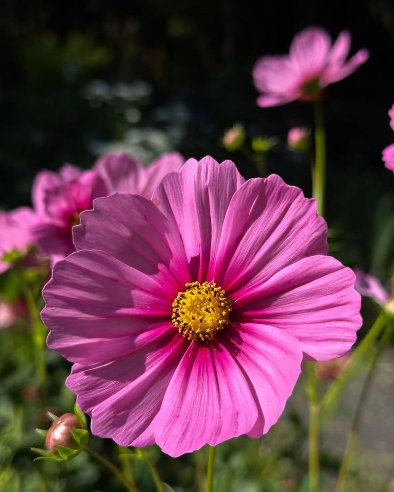 Cosmos That Add A Soft, Airy Touch To Any Arrangement