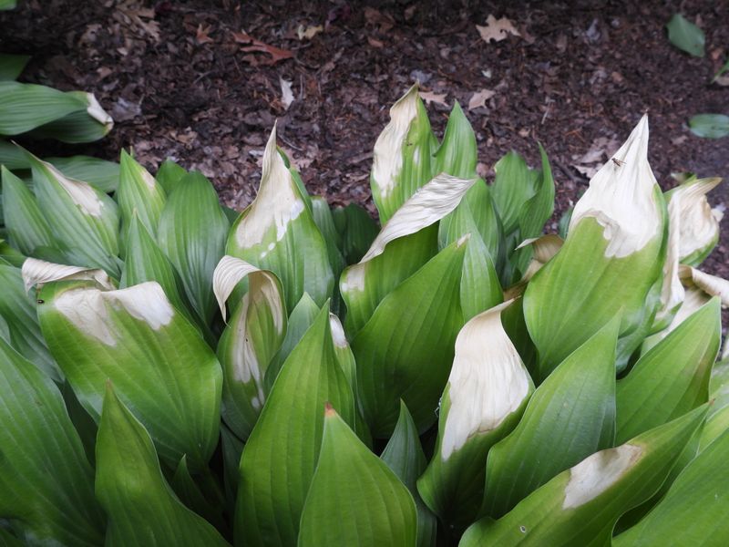 Hosta Leaves Scorch After Cold Nights