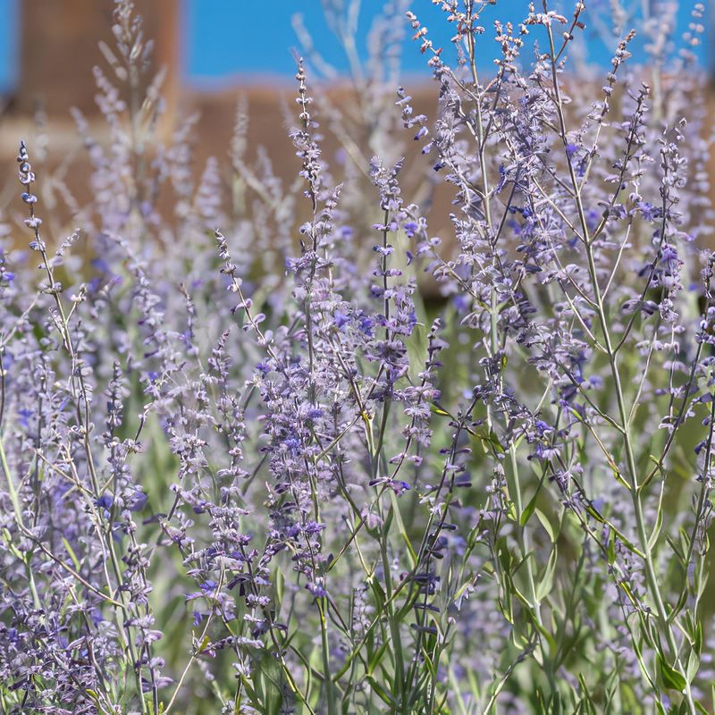Russian Sage Handles Cold And Dry Conditions Well