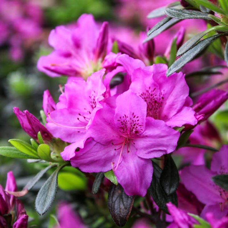 Azaleas (Rhododendron Spp.)