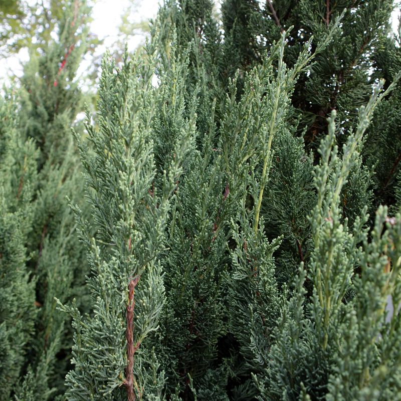 Juniper Shrugs Off Ice And Bitter Wind