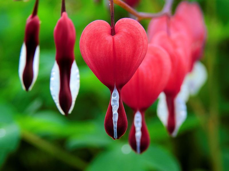 Bleeding Heart Sets Blooms Earlier Than You Think