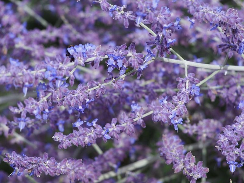 Russian Sage Grows Large And Prefers Open Ground