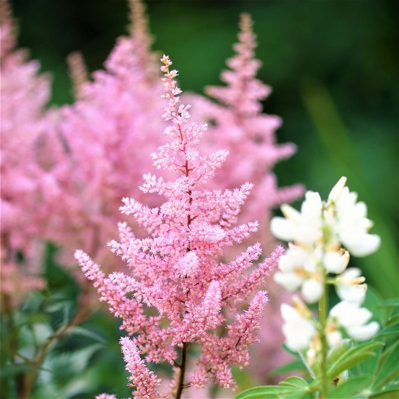Astilbe (Pink Varieties)