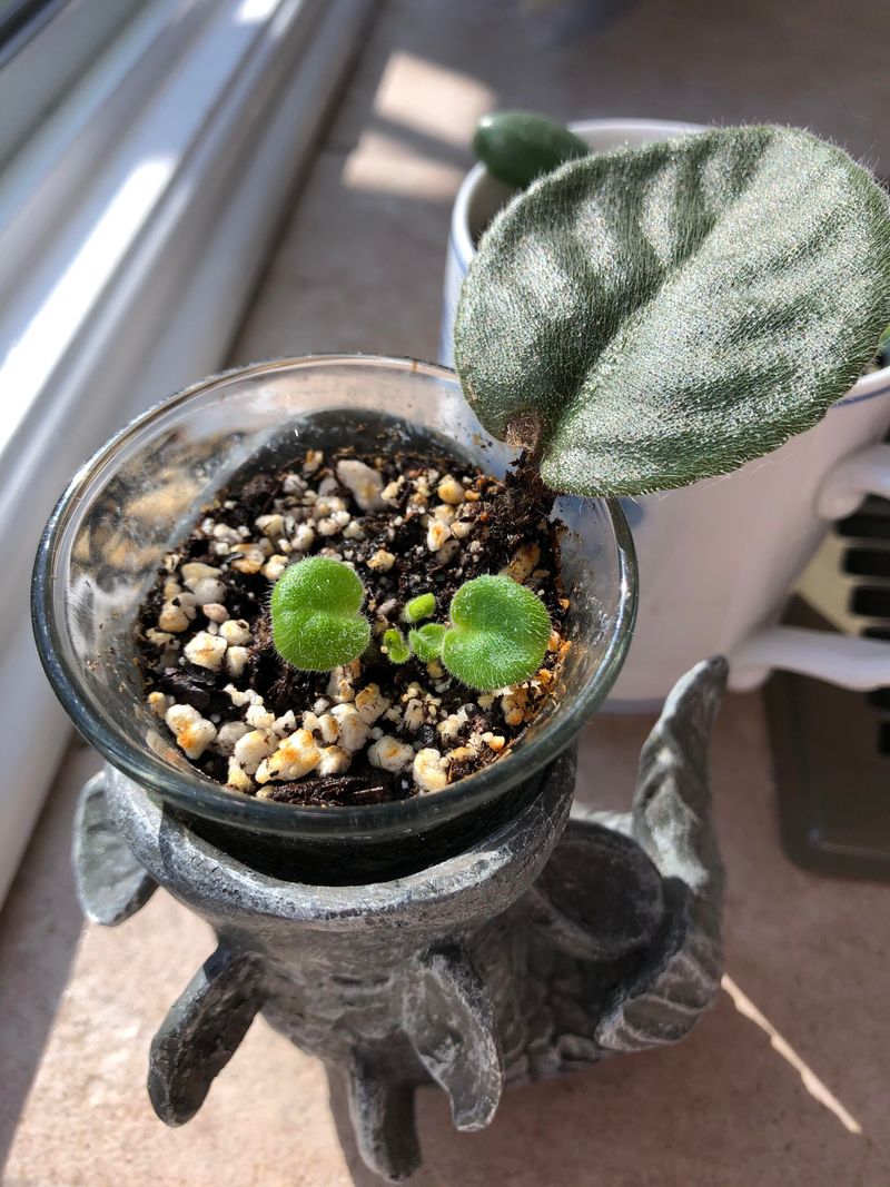 African Violet (Saintpaulia)