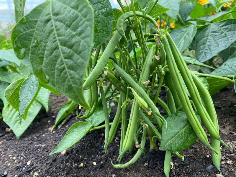 Bush Beans