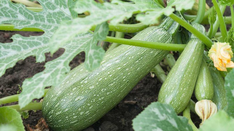 Squash (Cucurbita Pepo)