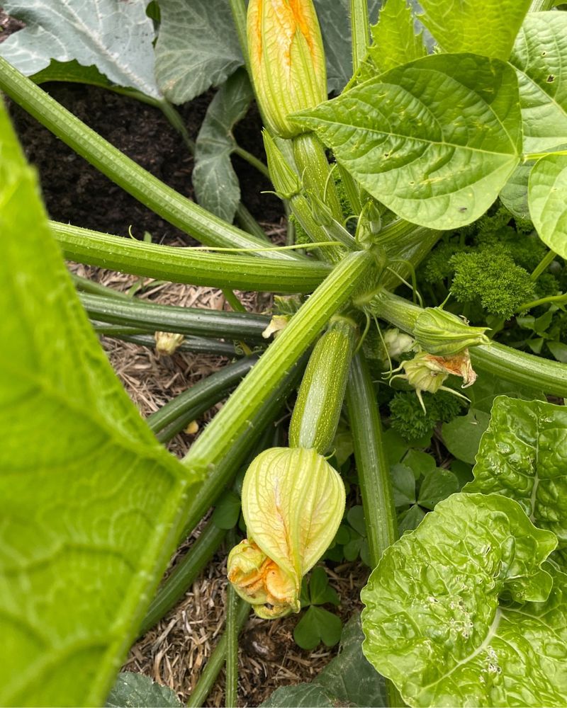 Zucchini (Cucurbita Pepo)