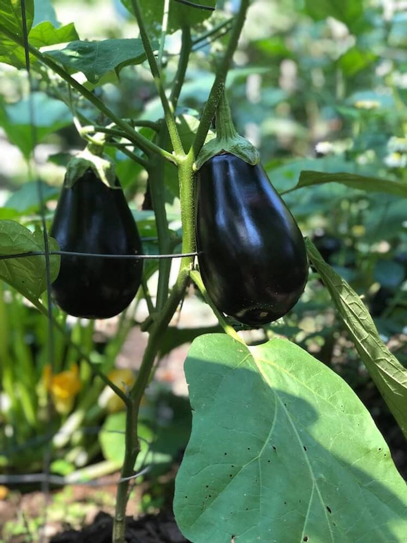 Eggplants (Solanum Melongena)