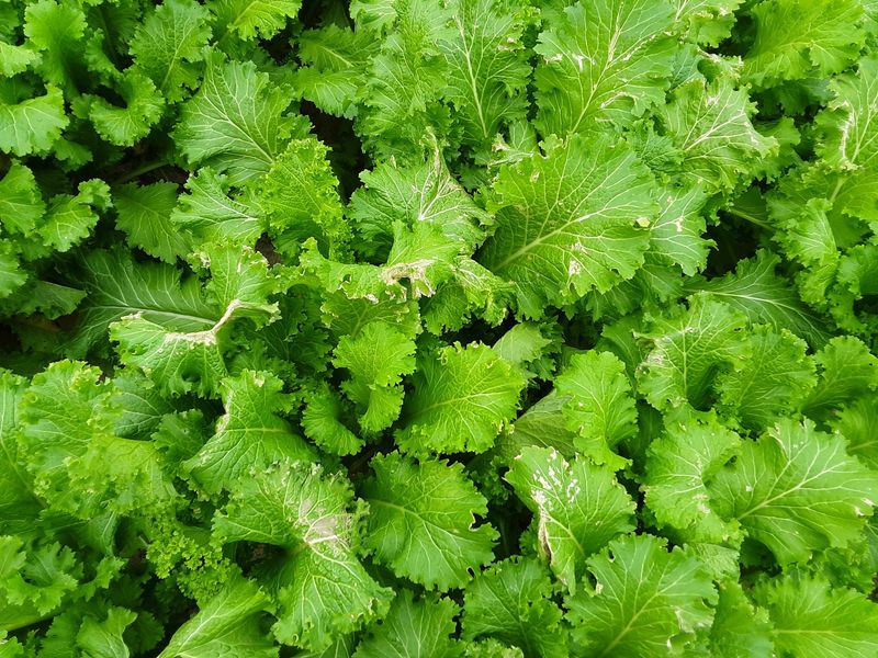 Lettuce Coastal Plain And Piedmont Direct Sow In March