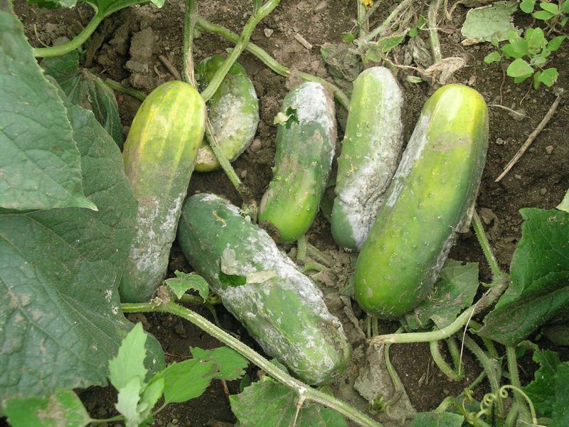 Cucumbers Rot On The Vine