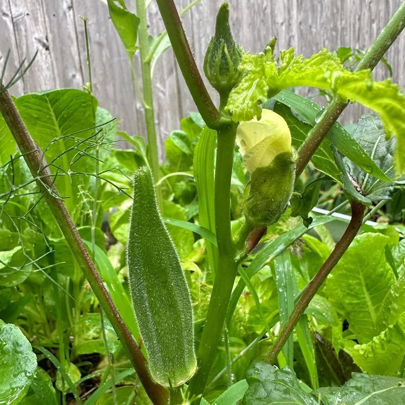 Okra Maintains High Output In Intense Southern Temperatures