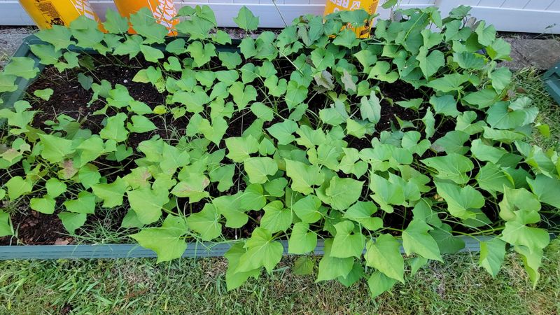 Sweet Potatoes Spread Fast And Laugh At High Temperatures