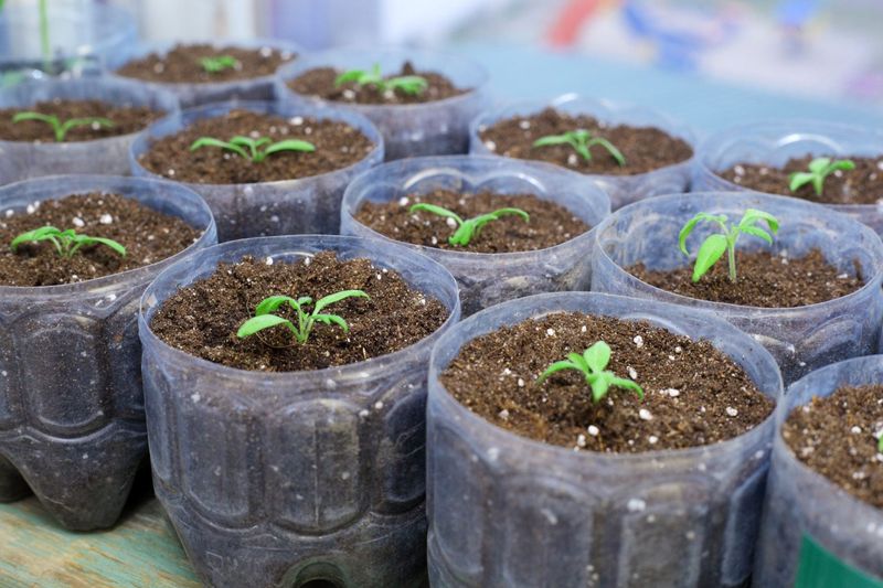 Eggplant Benefits From Early Indoor Germination
