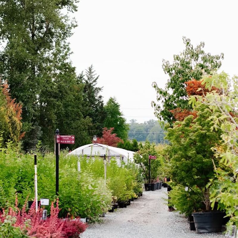 Native Plants Returning To Shelves