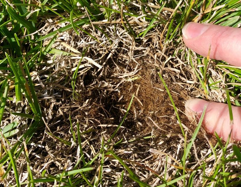 Wet Soil And Heavy Thatch Expose The Real Culprit