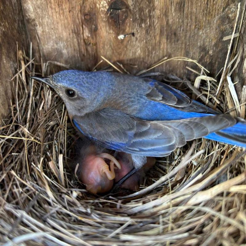 Safe Nesting In Familiar Habitat