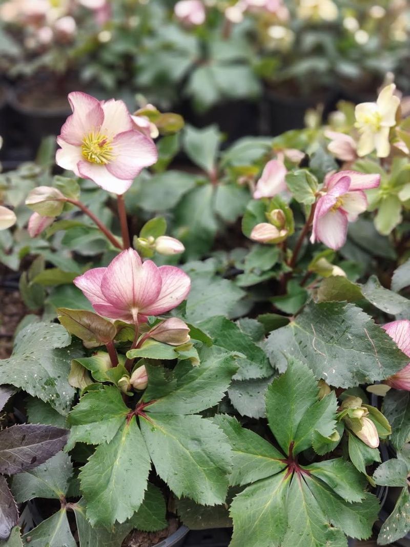 Low-Maintenance And Long-Lived