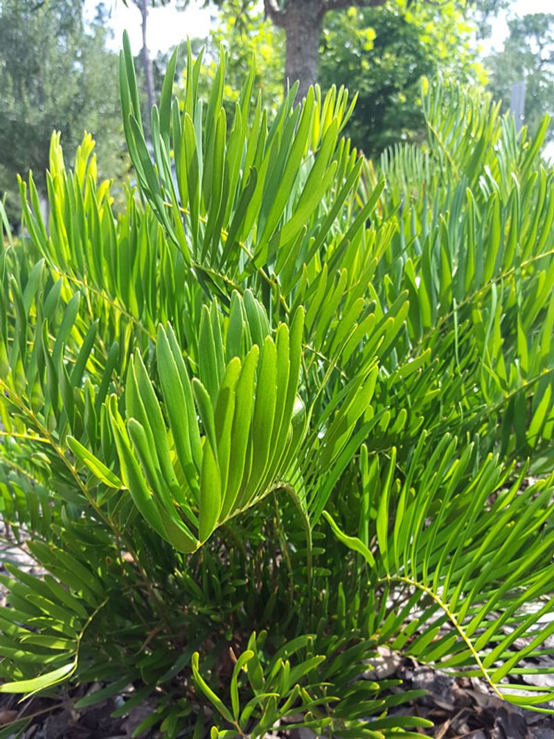 A Clean Evergreen Look Without Constant Trimming