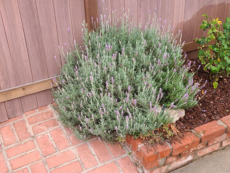 Simple Tips To Keep Lavender Thriving