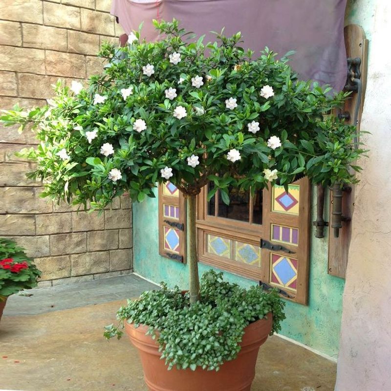 Works Beautifully In Pots Or Ground Plantings