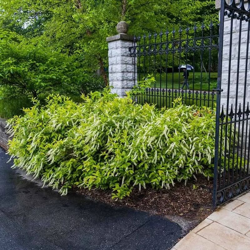 Useful In Borders, Mass Plantings, Or Natural Areas