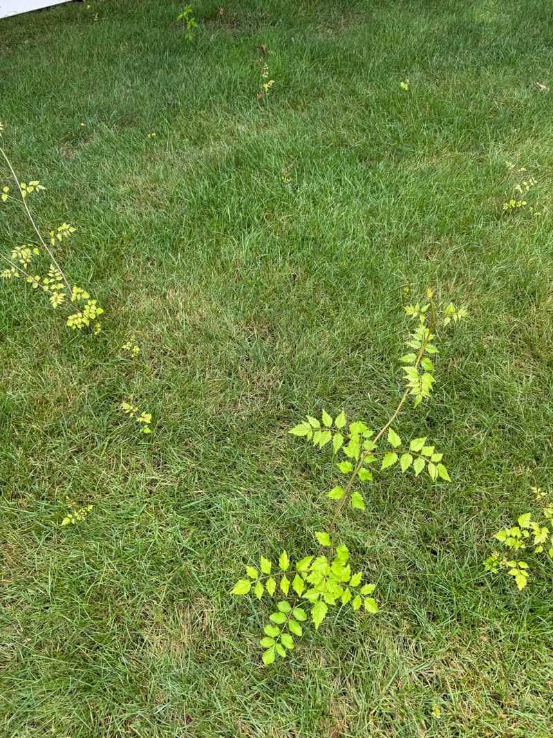 Trumpet Vine Sends Up Shoots Far From Where You Planted