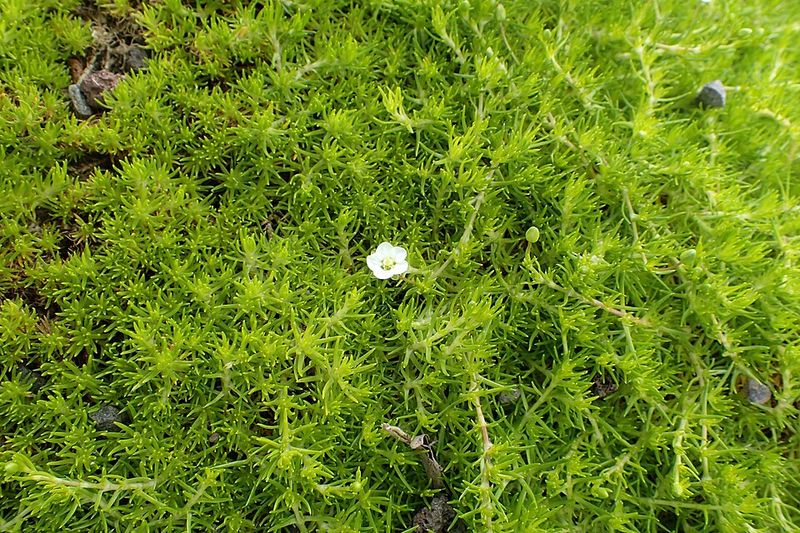 Irish Moss (Sagina subulata)