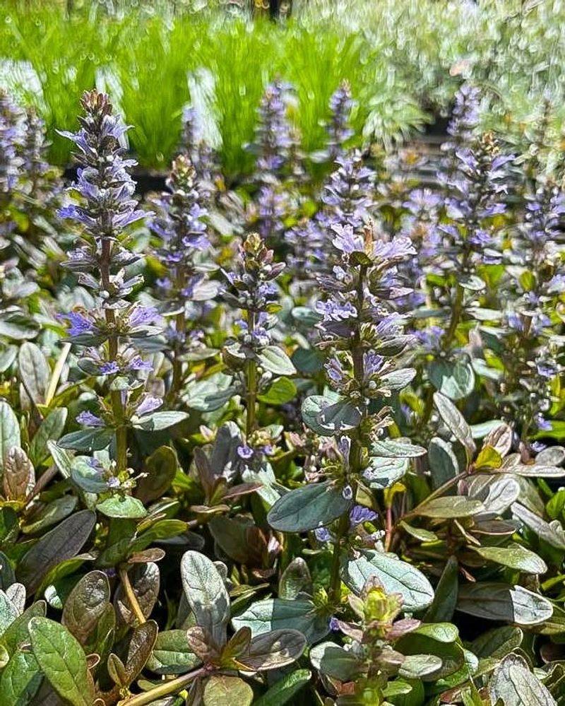 Bugleweed (Ajuga genevensis)