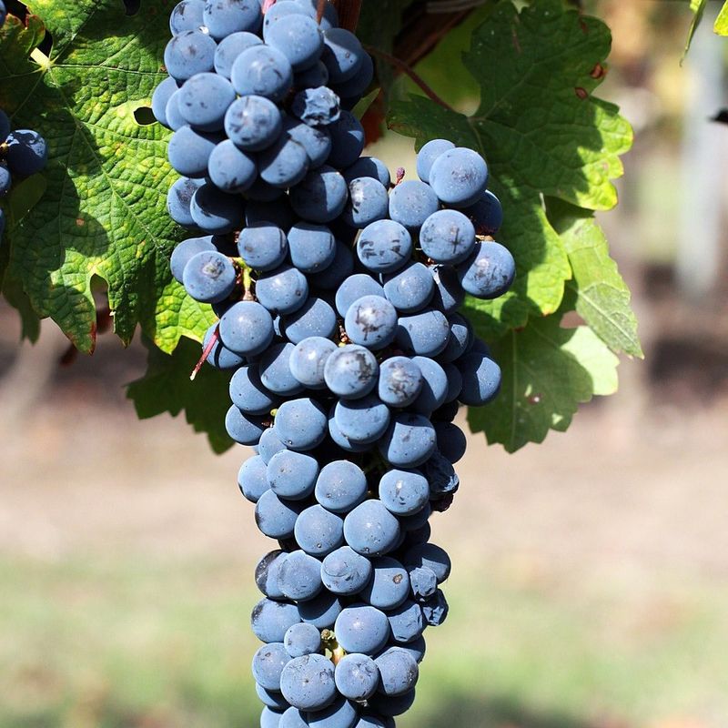 Grapes That Soak Up California Sunshine