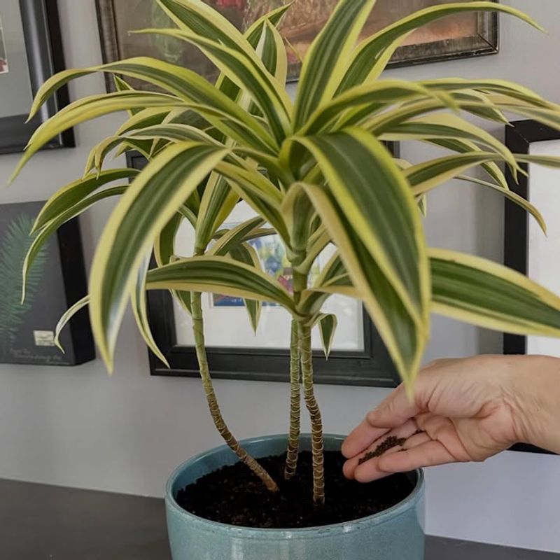 Fertilizing Too Soon Or Too Much