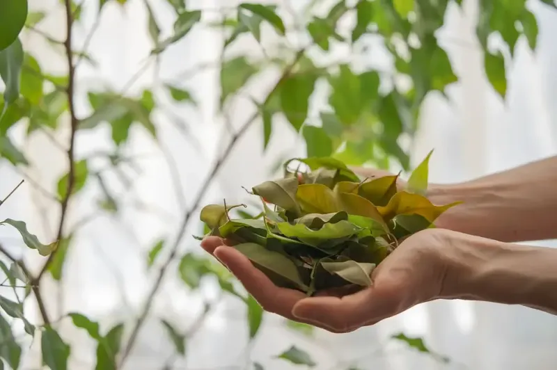 Natural Seasonal Adjustment Process