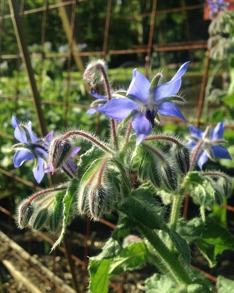 Pollinator Activity Increases Thanks To Borage Blooms