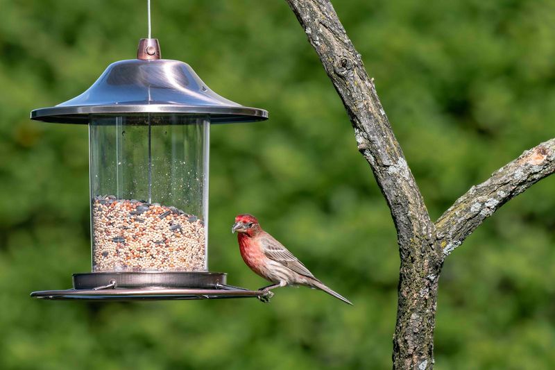Feeders Are Missing, Empty, Or Poorly Placed