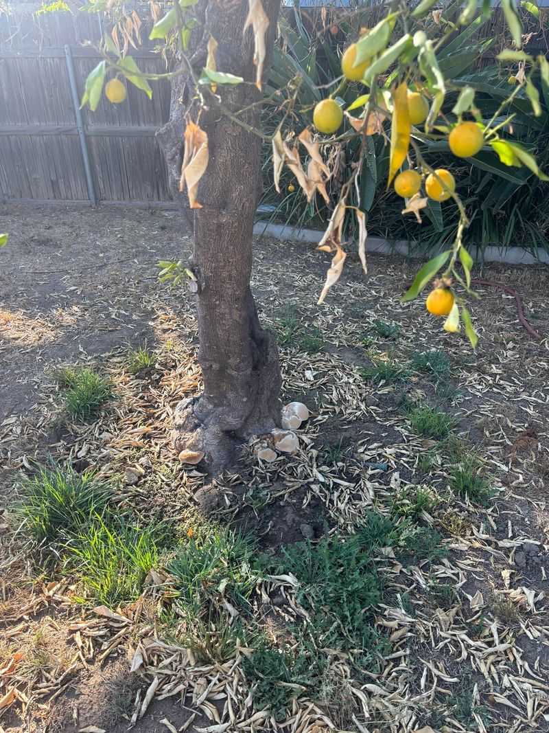 What To Do Next If Your Citrus Tree Doesn't Improve