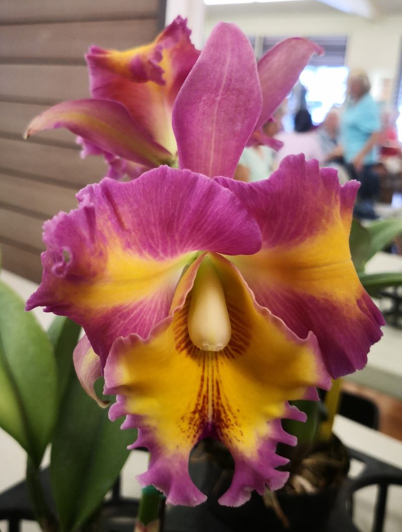 Cattleya 'Rose Marie Callo' Orchid