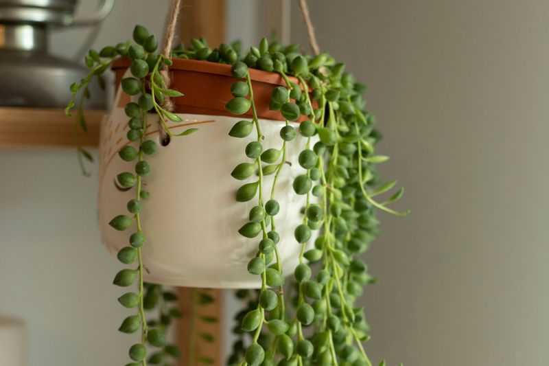 String Of Pearls
