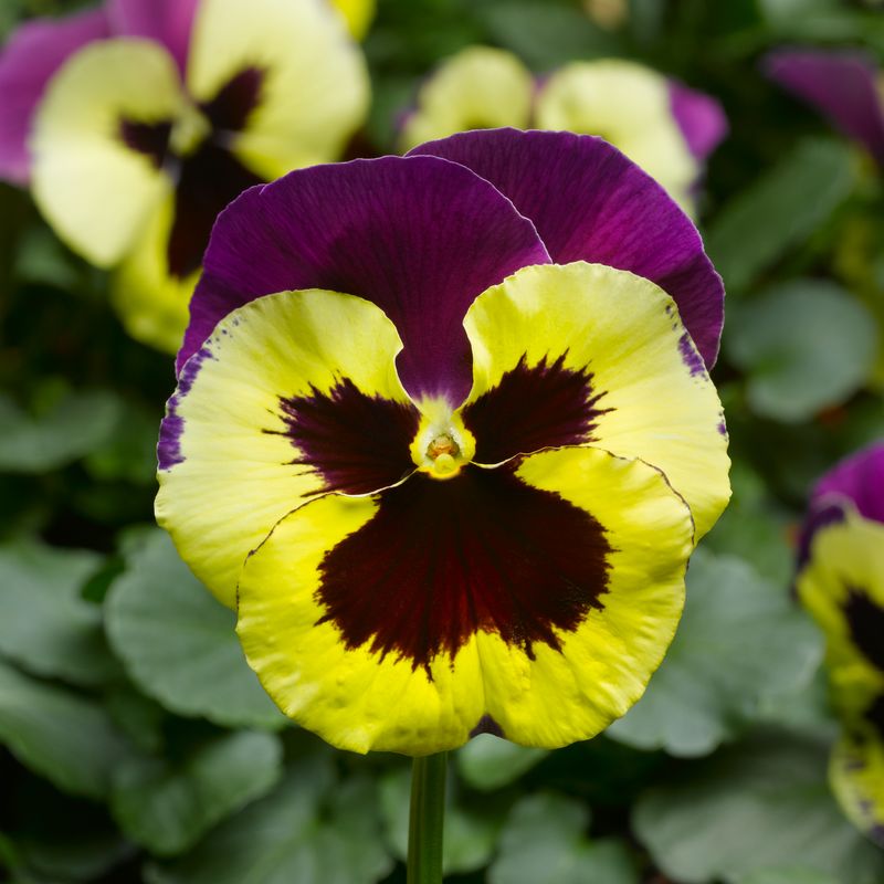 Pansy (Viola × wittrockiana bicolor varieties)