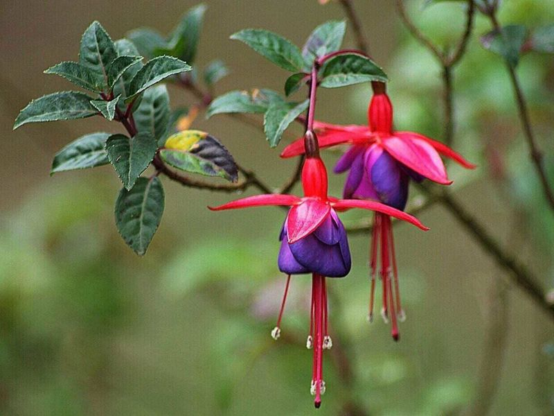 Fuchsia That Puts On A Show In Hanging Pots And Shady Patios