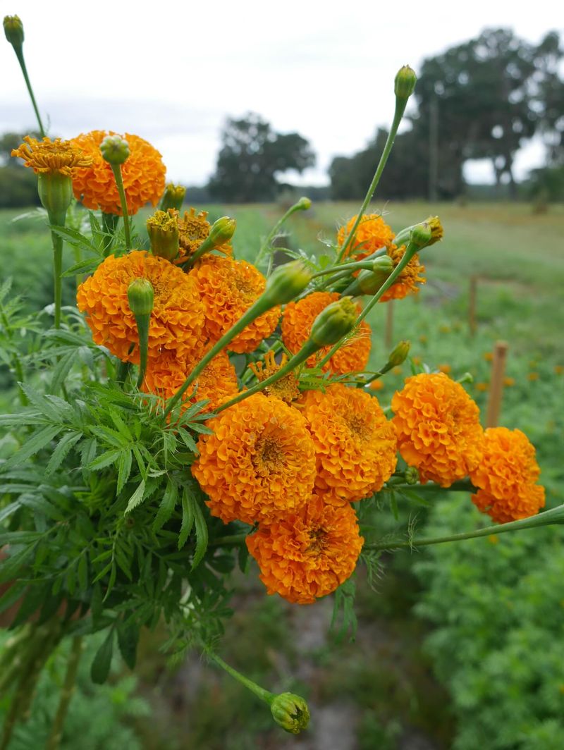 Marigolds Ignite Bright Heat Loving Blooms Fast