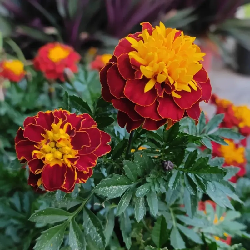 Marigolds Bring Bold Color For Pennies