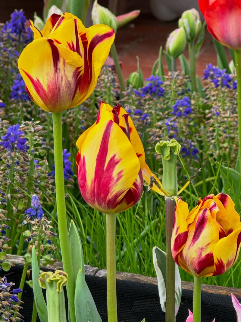 Tulips With Striped Petals That Brighten Early Spring Beds