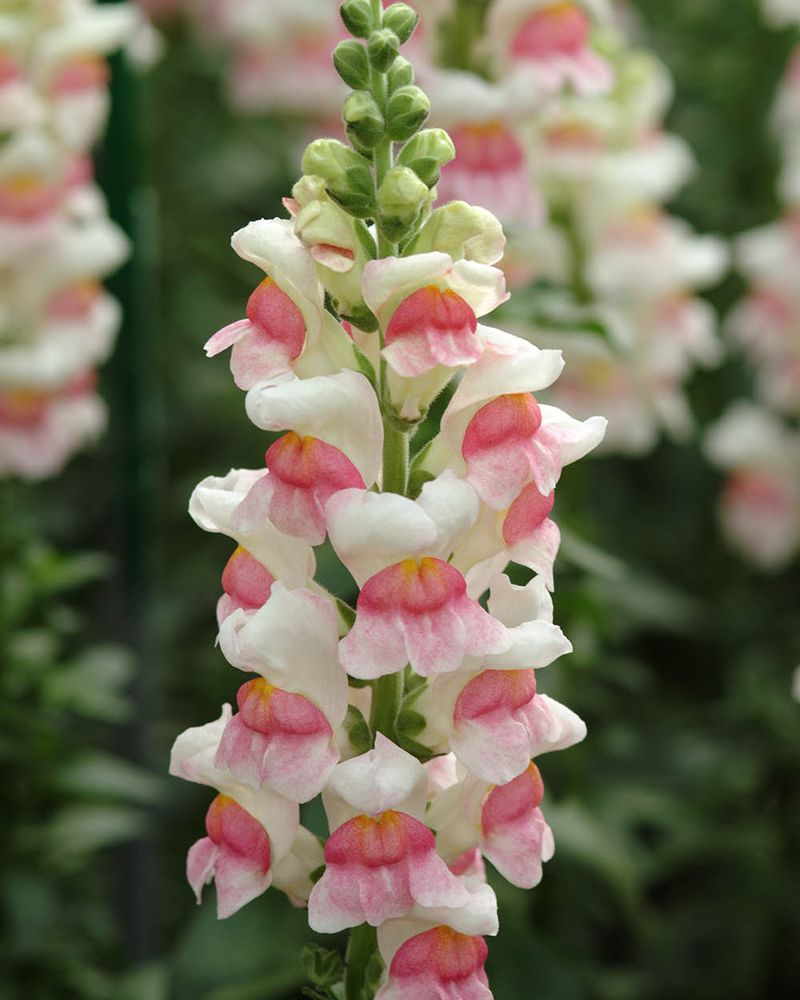 Snapdragons Thrive In Cool Beginnings