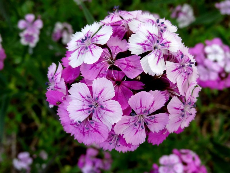 Dianthus (Dianthus barbatus / Sweet William)
