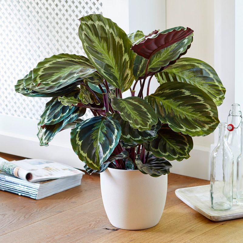 Calathea 'Medallion'