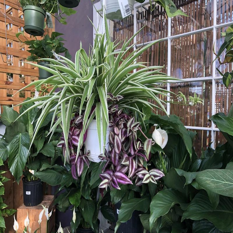Spider Plant